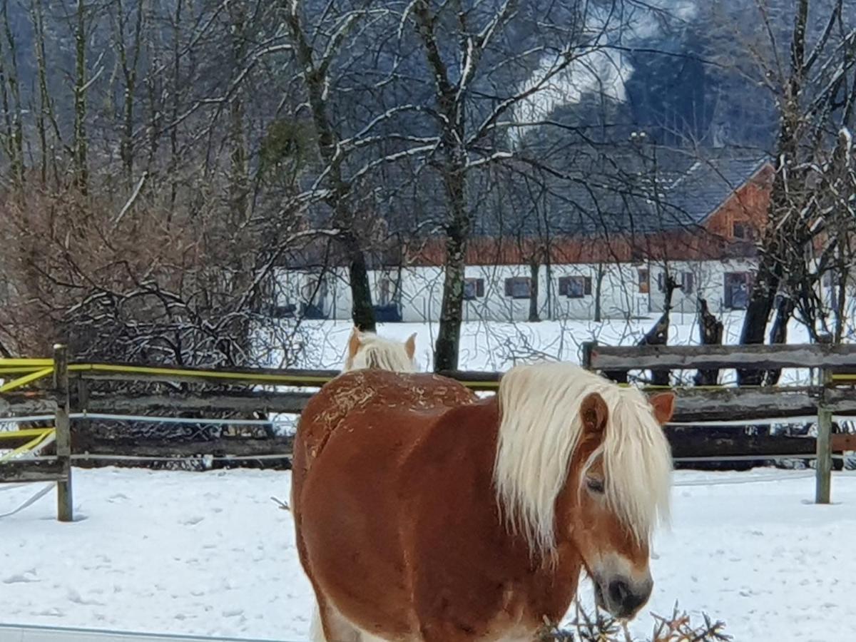 Haus Salzkammergut Obertraun Exterior foto